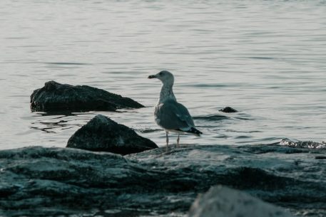 The Seagull