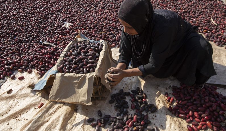 Retos de los sistemas agrícolas y alimentarios del norte de África